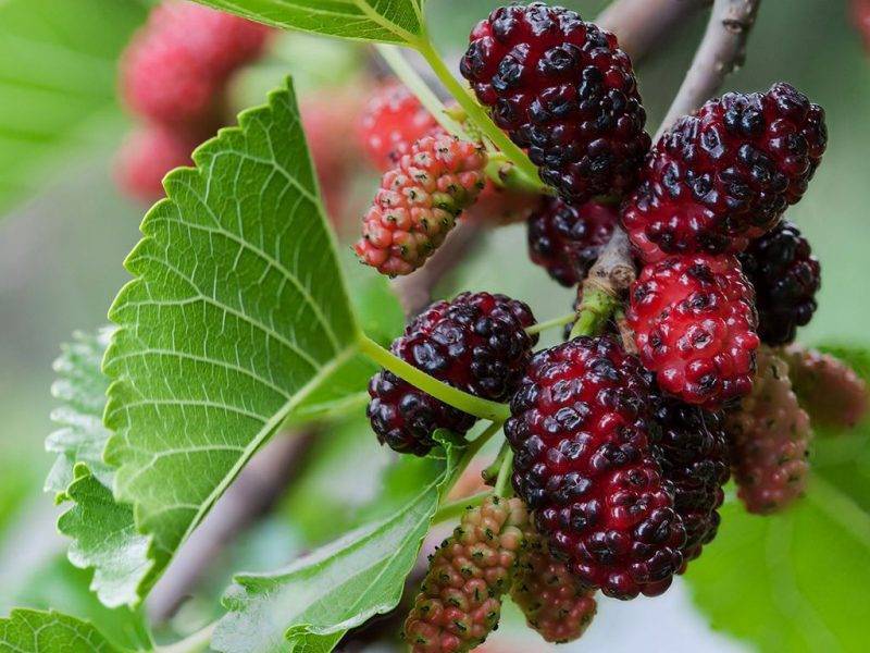 Шелковица купить саженцы из питомнике в Кунгуре