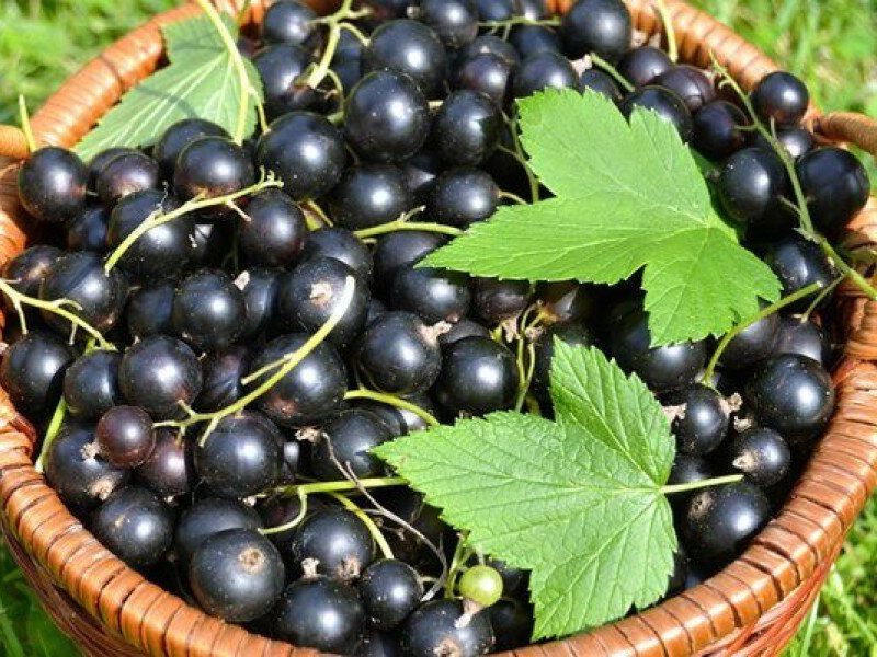 Смородина купить саженцы из питомника в Кунгуре