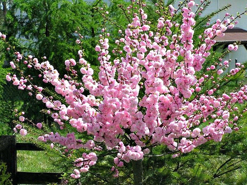 Миндаль купить саженцы из питомника в Кунгуре