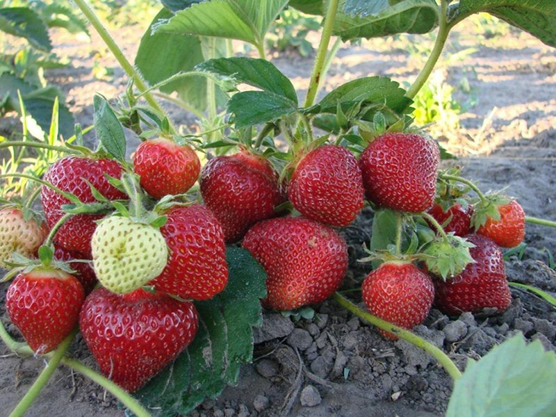 Клубника купить саженцы из питомника в Кунгуре