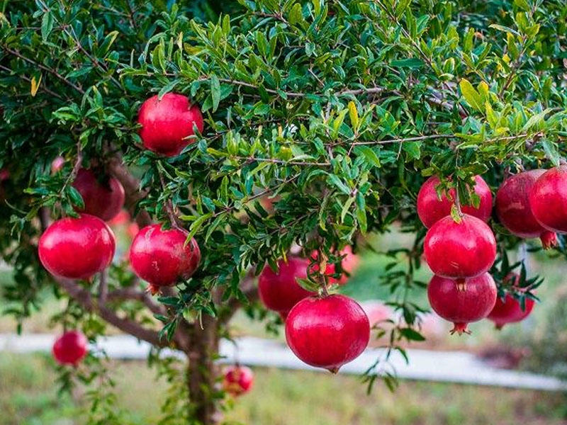 Гранат купить саженцы из питомника в Кунгуре