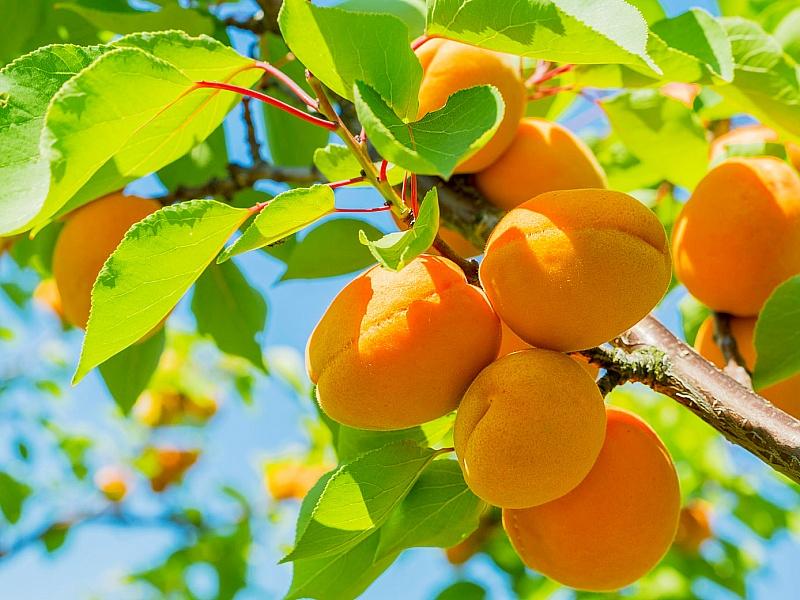 Абрикос купить саженцы из питомнике в Кунгуре