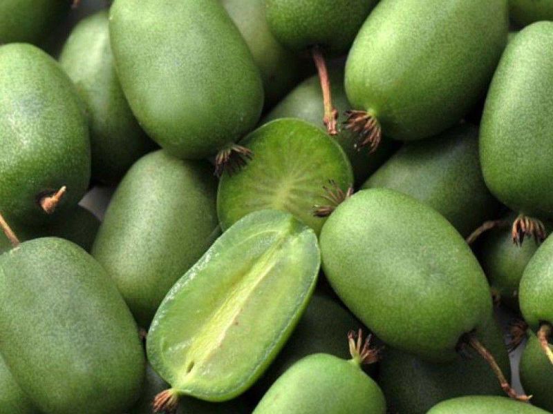 Актинидия купить саженцы из питомнике в Кунгуре