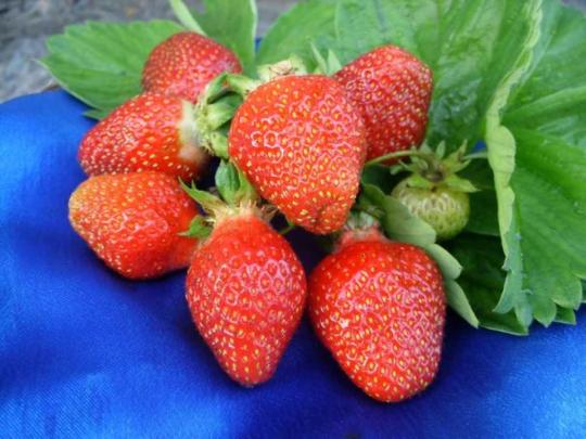 Клубника "ФЕСТИВАЛЬНАЯ" (7шт.)