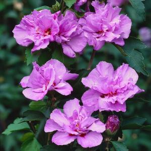 Гибискус "АРДЕНС"  сирийский, кустовидный